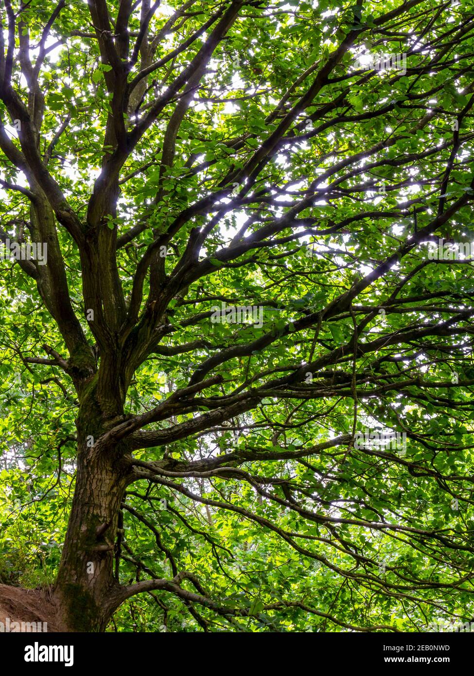 Baum im Sommer bei Newton Wood unter Roseberry Topping in der Nähe Great Ayton im North Yorkshire Moors National Park England VEREINIGTES KÖNIGREICH Stockfoto