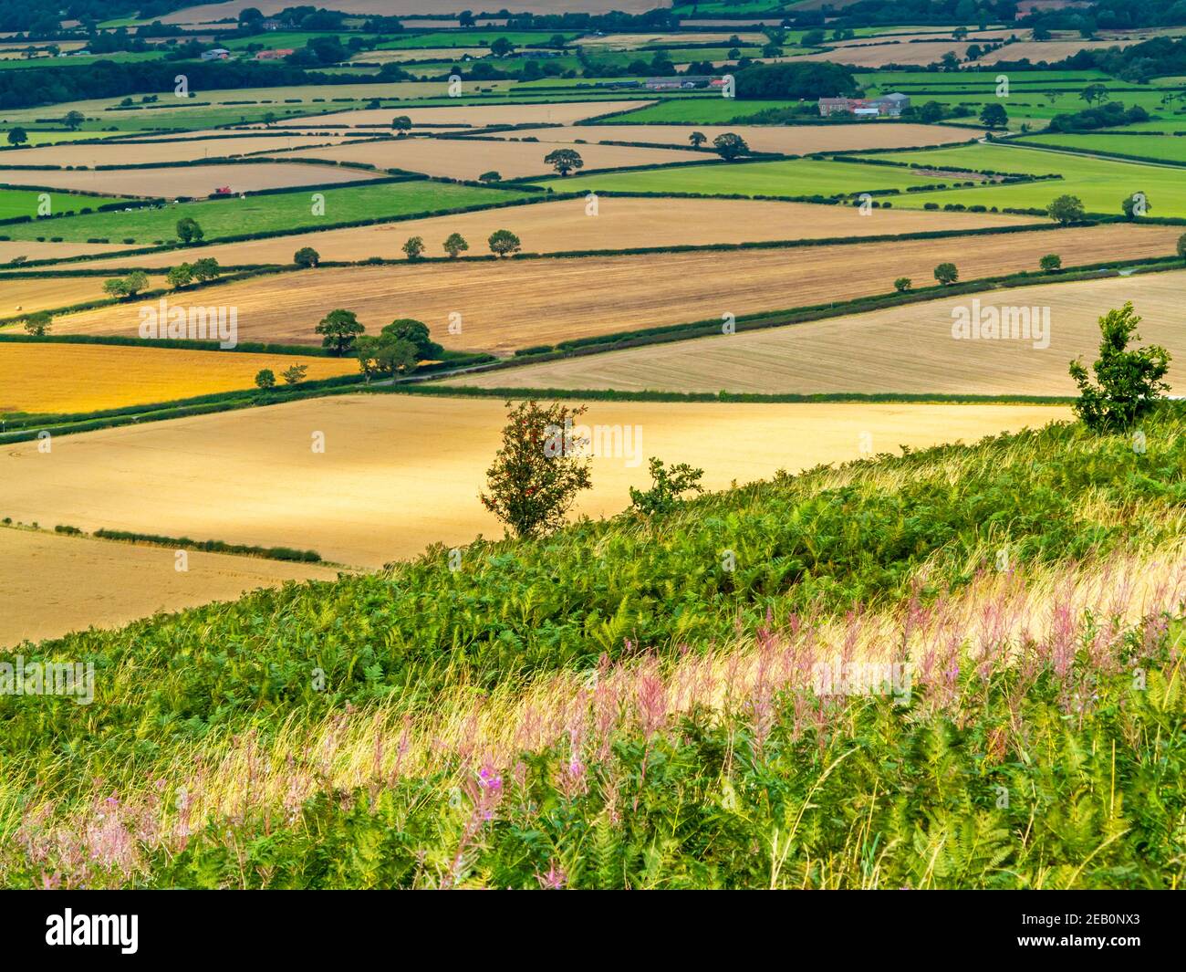 Landschaft mit Feldern und Bäumen scheinen von Roseberry Topping in der Nähe Great Ayton im North Yorkshire Moors National Park England VEREINIGTES KÖNIGREICH Stockfoto