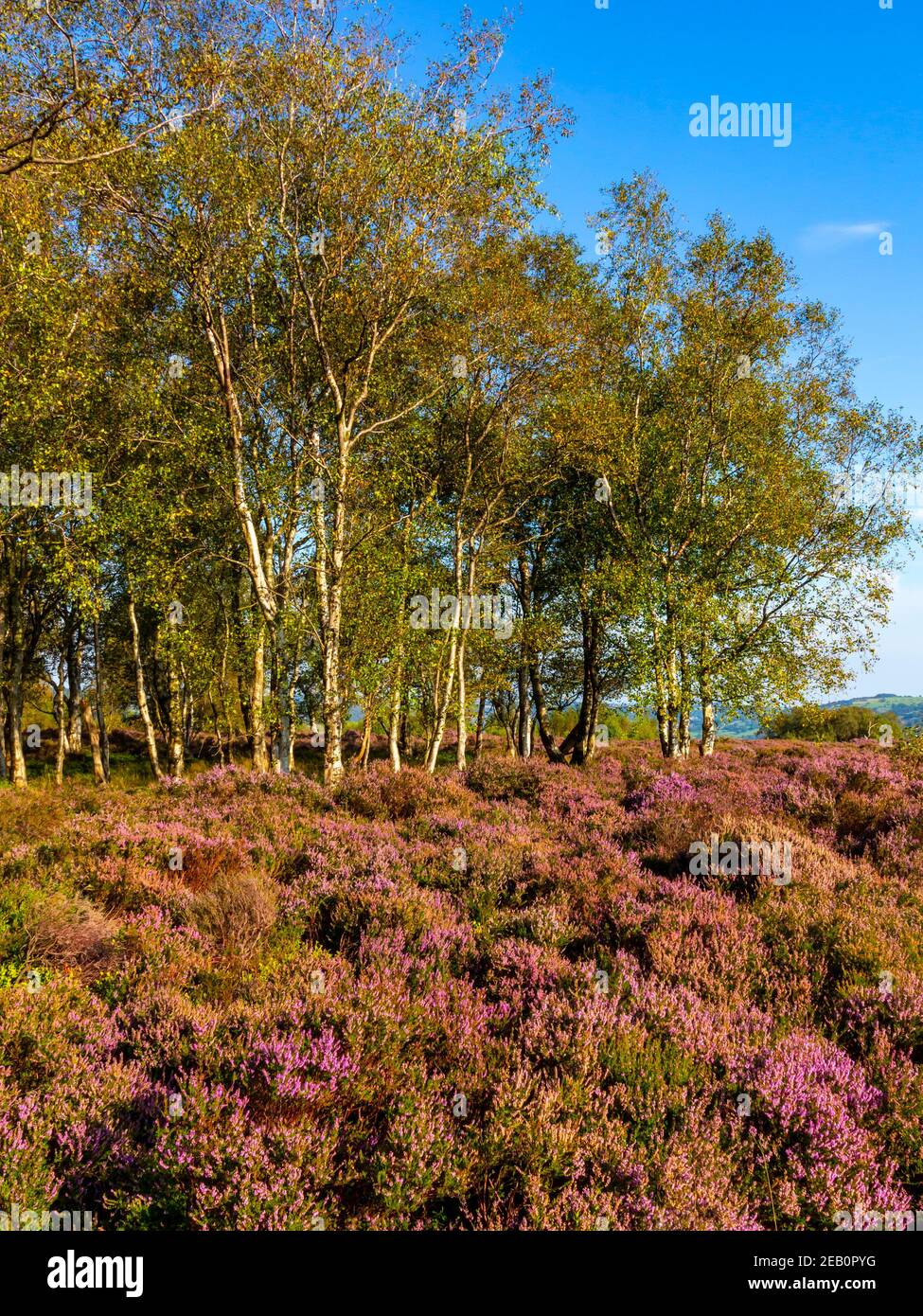 Bäume und lila Heidekraut Ende August auf Stanton Moor In der Nähe von Bakewell im Peak District National Park Derbyshire Dales England GB Stockfoto