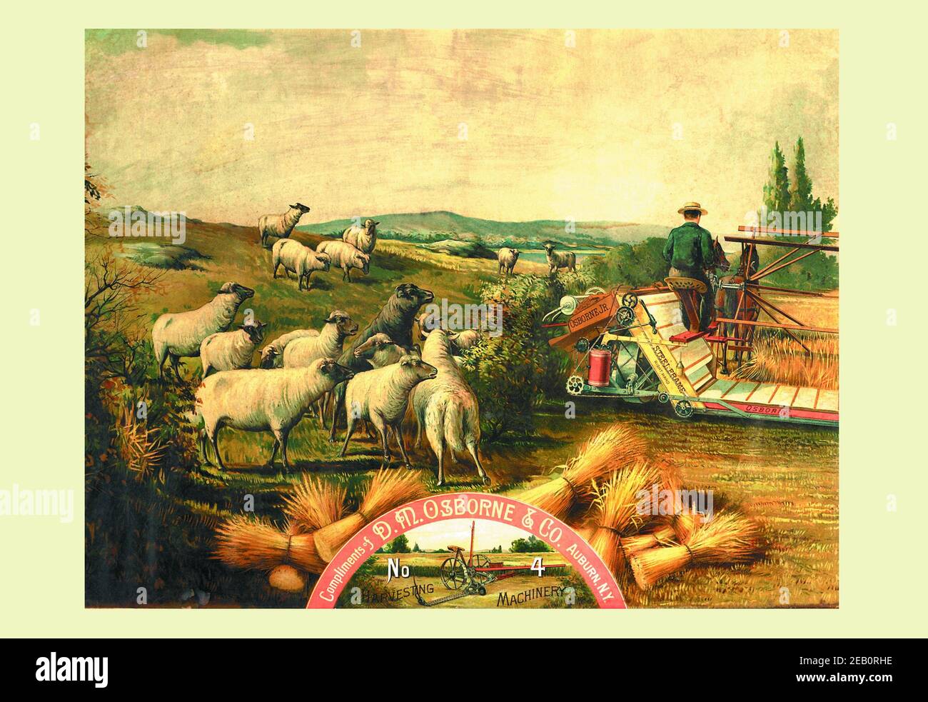 Osborne - Schaf mit Masernbinder 1888 Stockfoto