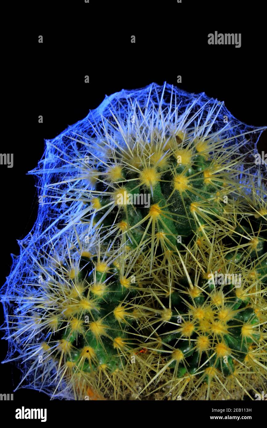 Kaktus in Spinnennetz isoliert in schwarz bedeckt Stockfoto