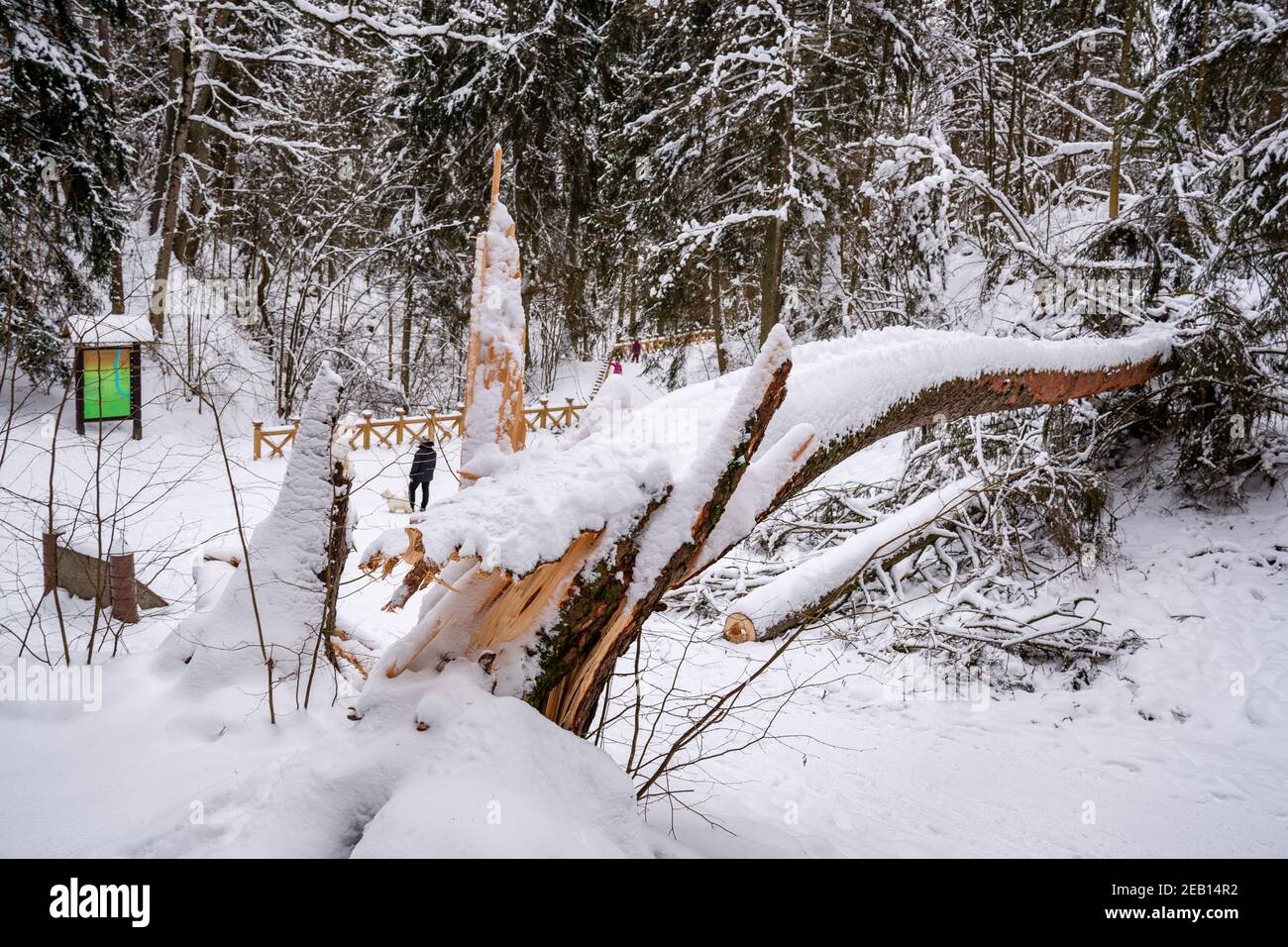 Säkulare alte riesige Kiefer Stamm von dem Schnee bedeckt Gefallen auf dem Weg nach starkem Schneefall in einem Park Oder Wald im Winter Stockfoto