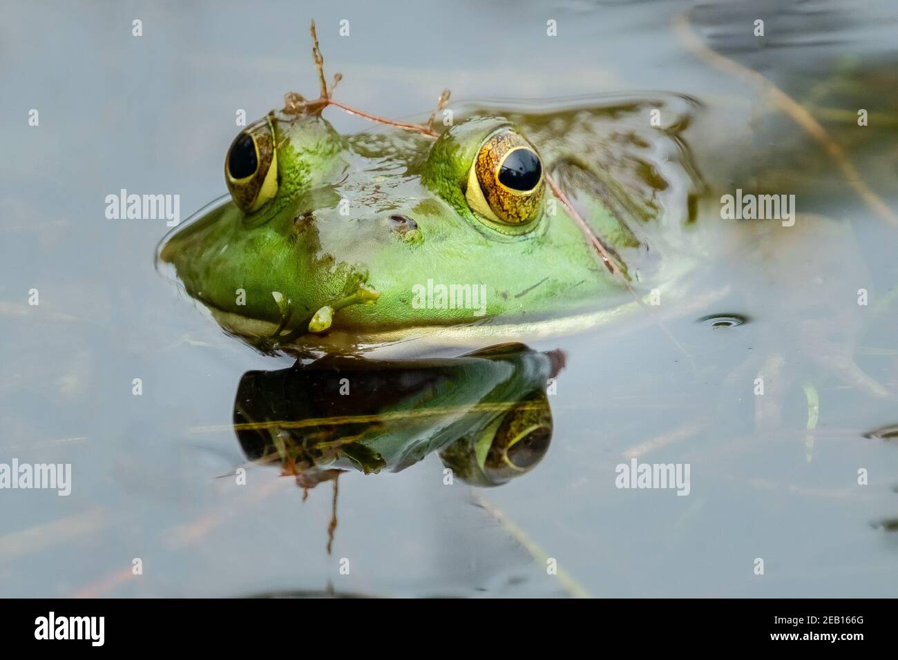 Ein amerikanischer Bullfrog (Lithobates catesbeianus) posiert für ein Porträt während im Sumpfteich. Stockfoto