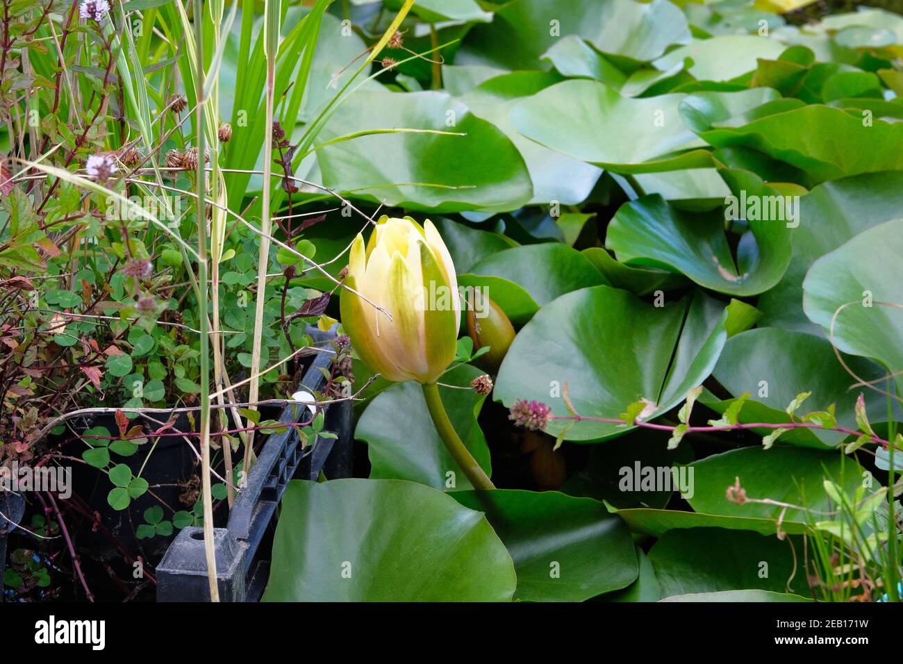 Natürliche Teichlandschaft mit Wasserpflanzen und gelben Seerosen. Lotus im grünen Garten. Stockfoto