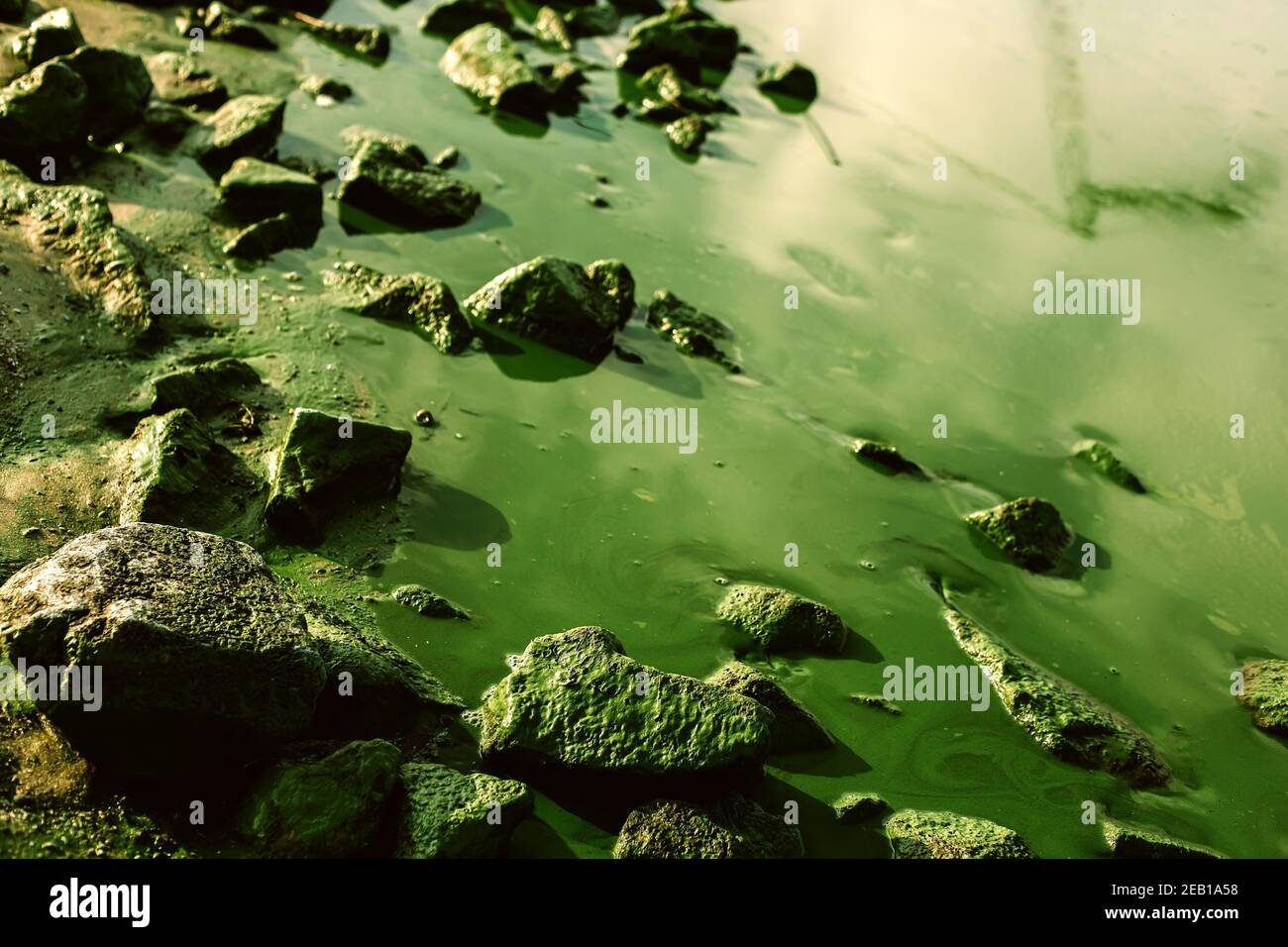 Grüne Wasserlandschaft mit schädlichen Algenblüten und farbigen Steinen Stockfoto