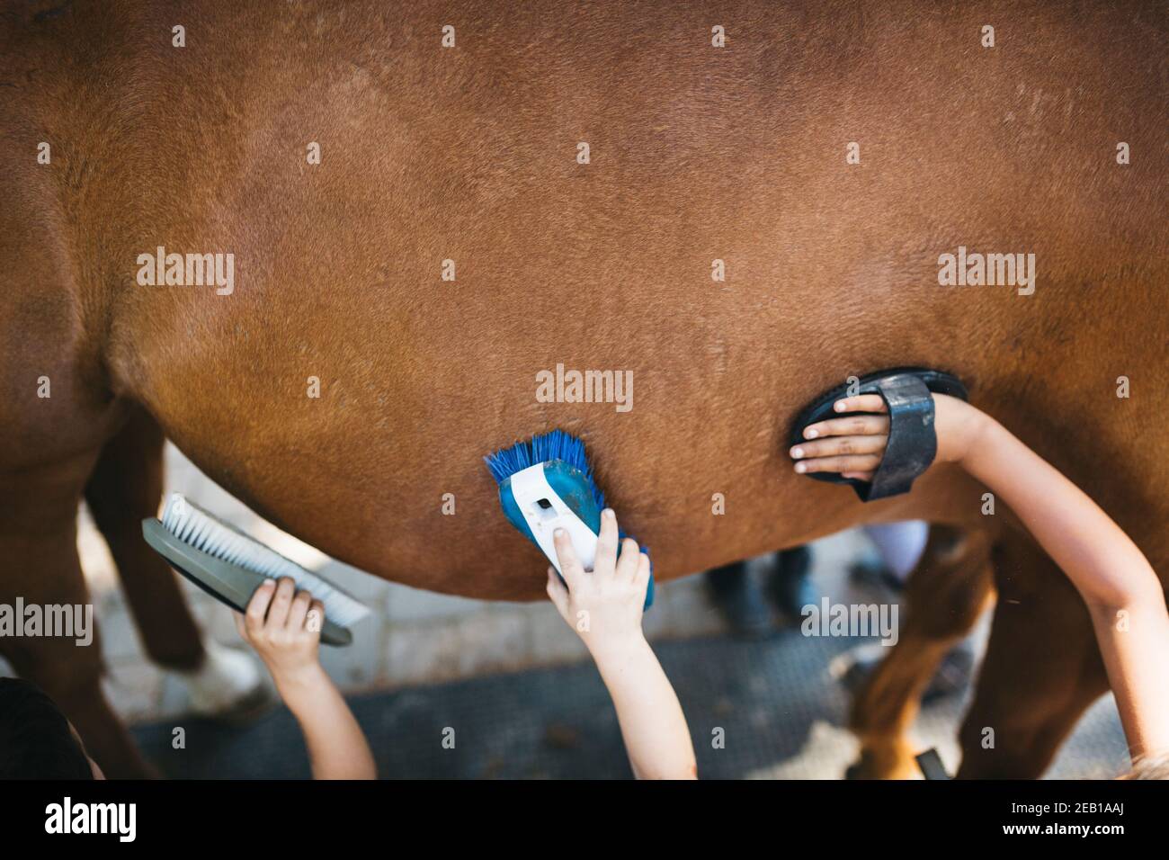 Kinder putzen den Bauch eines Pferdes Stockfoto