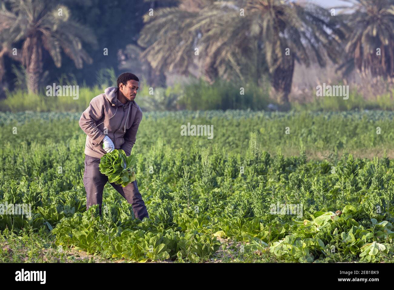 Ein Saudi-arabischer ehemaliger Ernte Kohl in seinem Garten. Dammam, Saudi-Arabien. Stockfoto