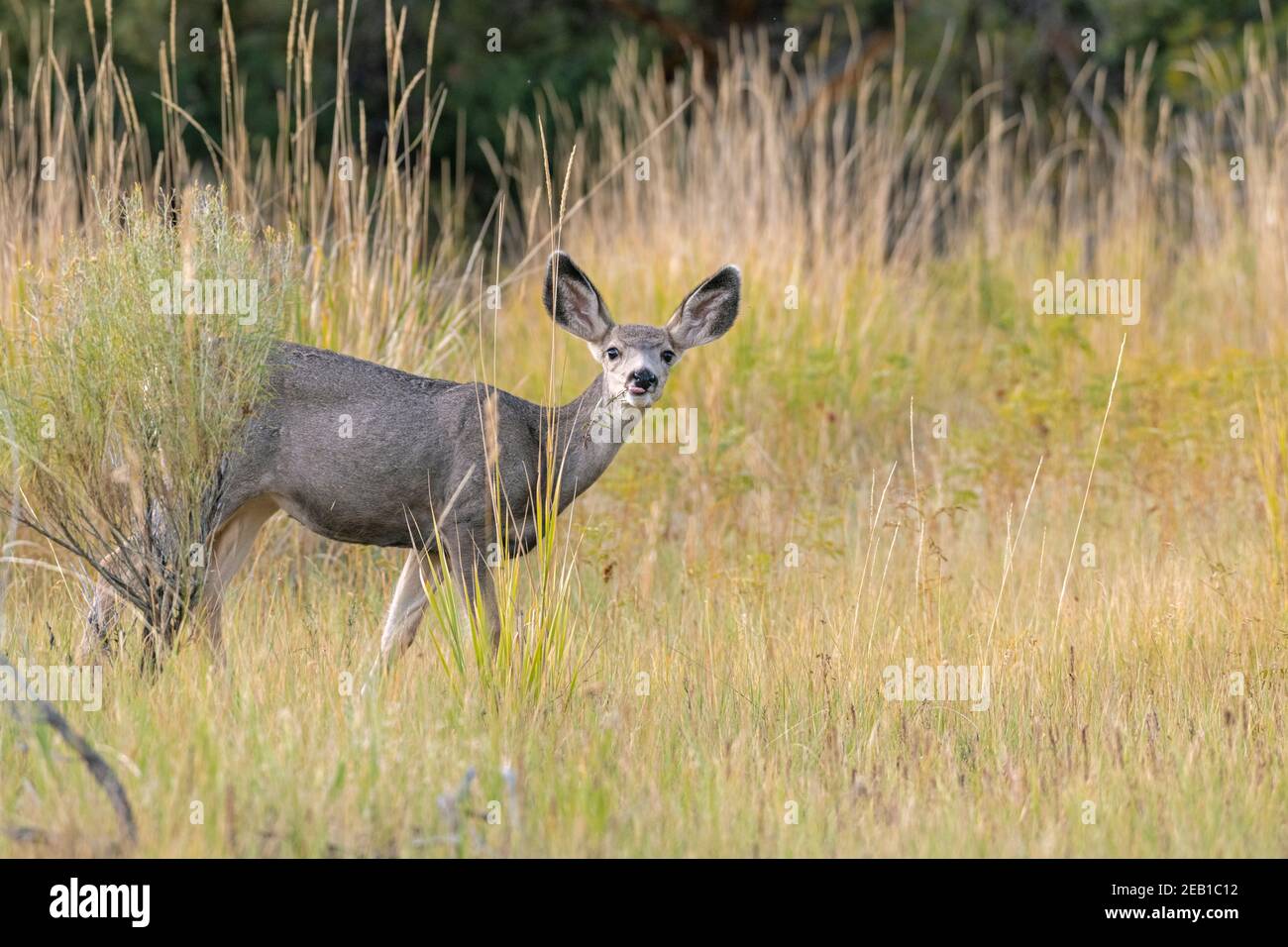 Maultier Hirsch (Odocoileus hemionus) fawn. Yellowstone National Park, Wyoming, USA. Stockfoto