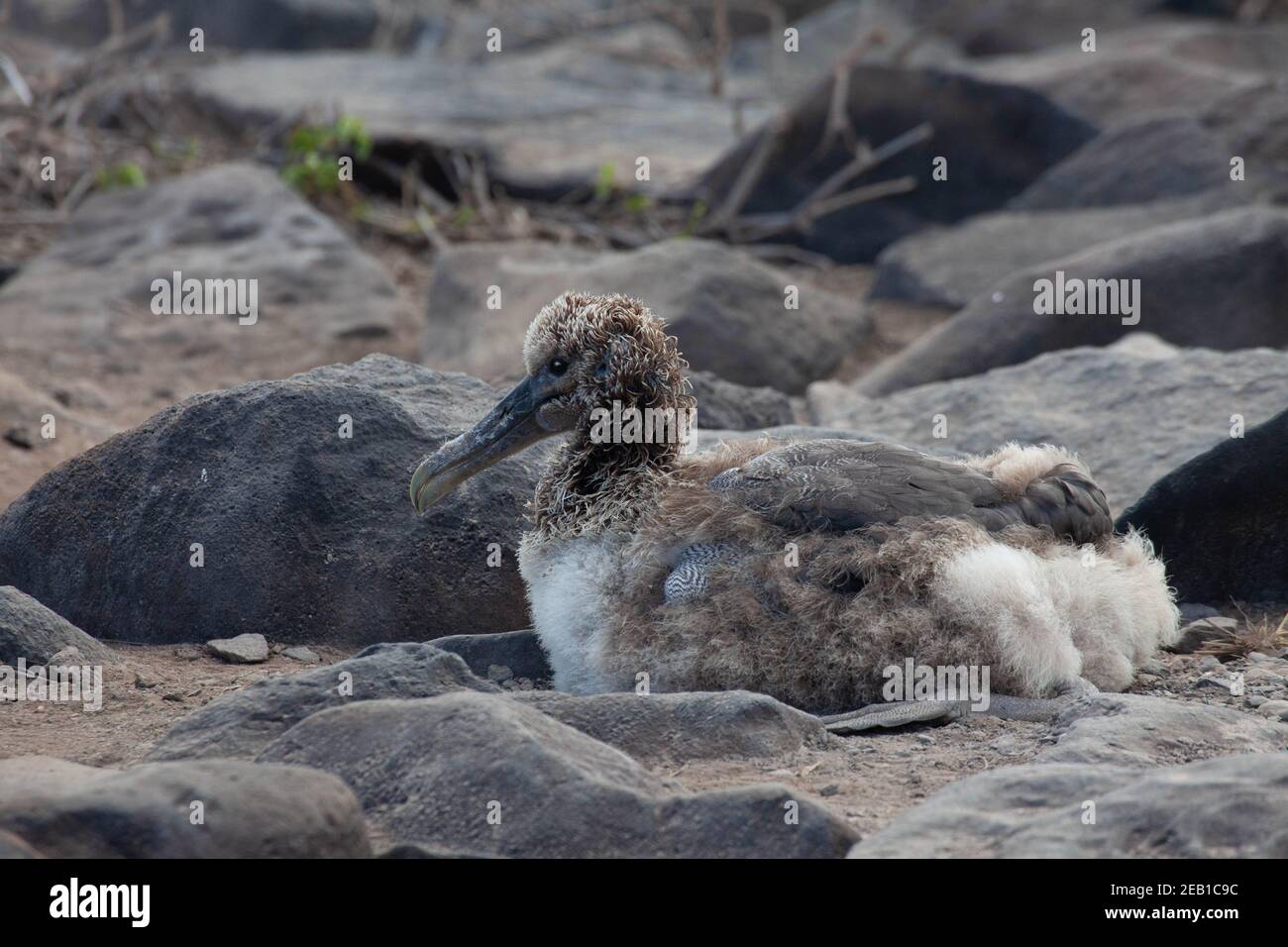 Ein gewelltes Albatross-Küken, Phoebastria irrorata, ruhend in den Galapagos Stockfoto