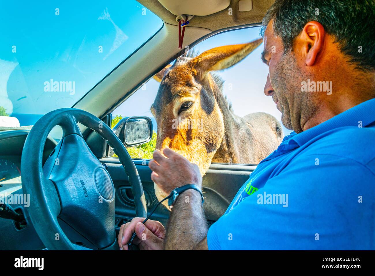 DIPKARPAZ, ZYPERN, 27. AUGUST 2017: Wilder Esel bettelt einen Autofahrer um Nahrung Stockfoto