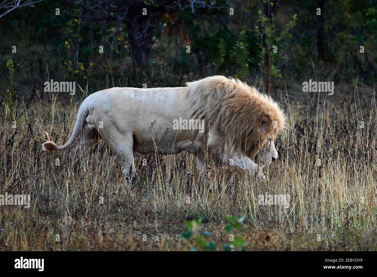 Schöner Löwe Caesar in der Savanne. Versengte Gras. Männchen mit Kampfnarben. Stockfoto