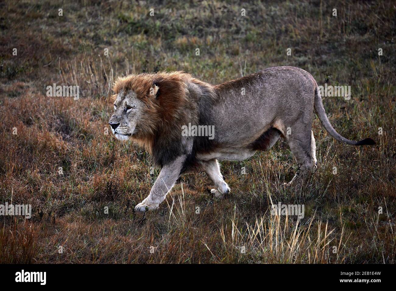 Schöner Löwe Caesar in der Savanne. Versengte Gras. Männchen mit Kampfnarben. Stockfoto
