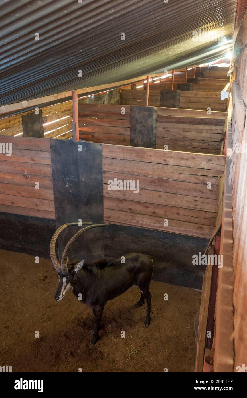 Ein sambischer Sable-Antilopenbulle namens "Matoppie", dessen Hörner durch eine Länge von Kunststoffpfeifen vor Beschädigungen geschützt sind, erwartet eine Auktion in einem abgedunkelten Wildhalter bei M Stockfoto