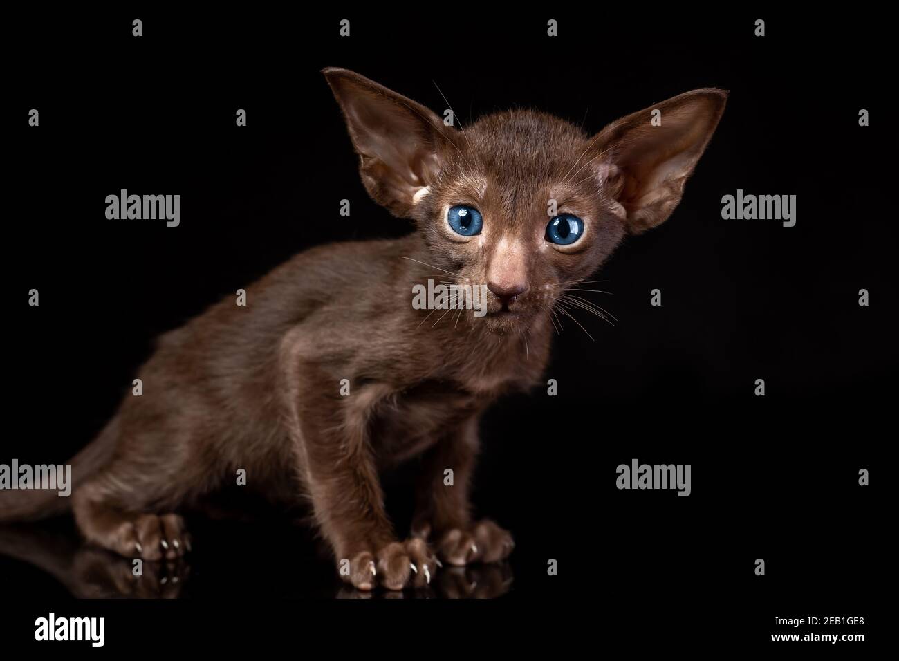 Kleine Kätzchen der orientalischen Katze Rasse von massiver Schokolade braun Farbe mit blauen Augen sitzt vor schwarzem Hintergrund Stockfoto