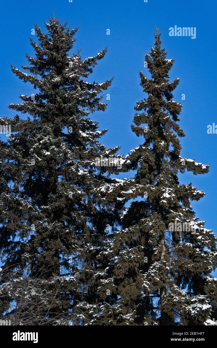 Immergrüne Bäume Calgary Alberta Stockfoto