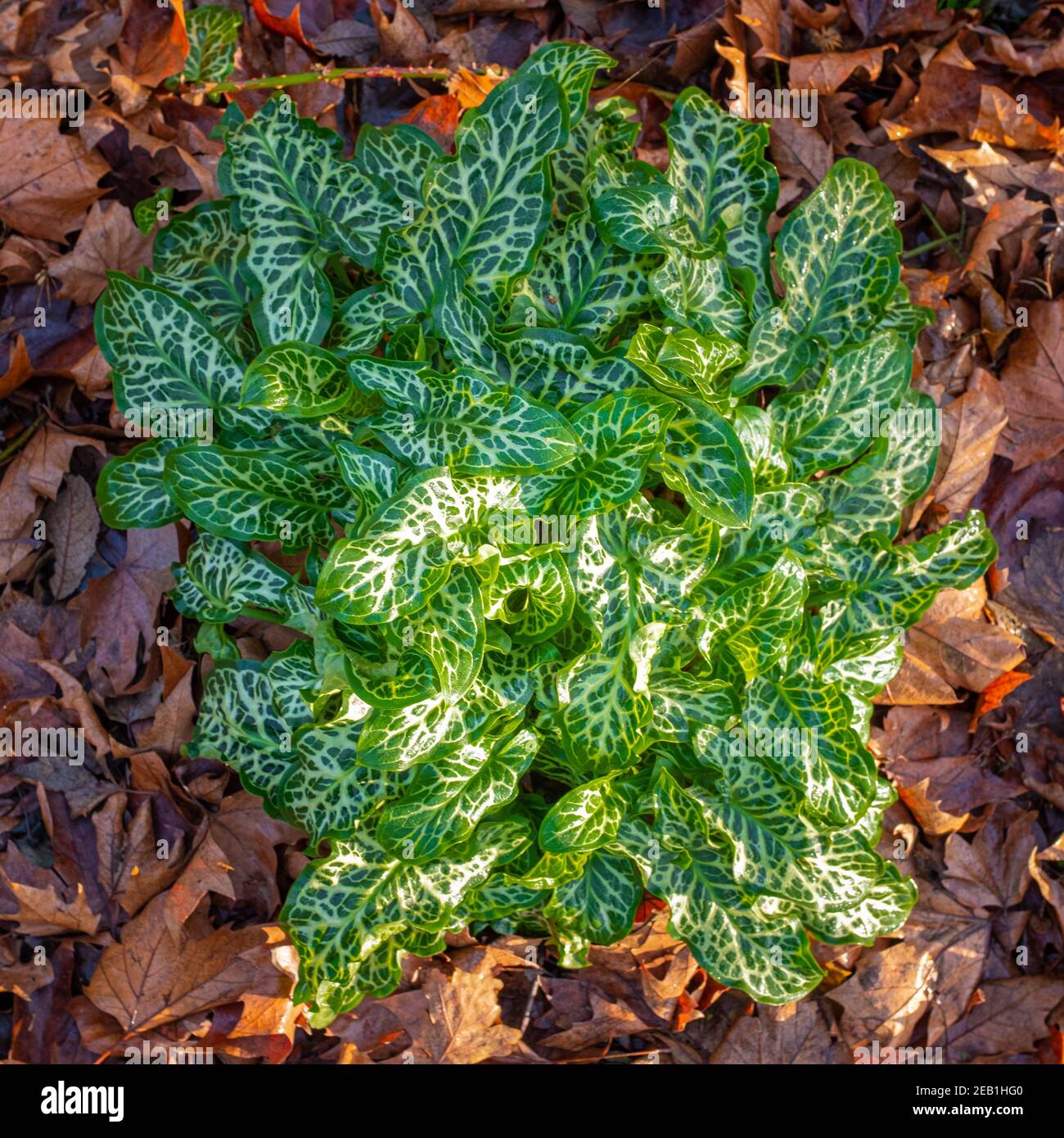 Italienische Arum mit schönen bunten Laub, im Winter mit toten Blättern Hintergrund genommen Stockfoto