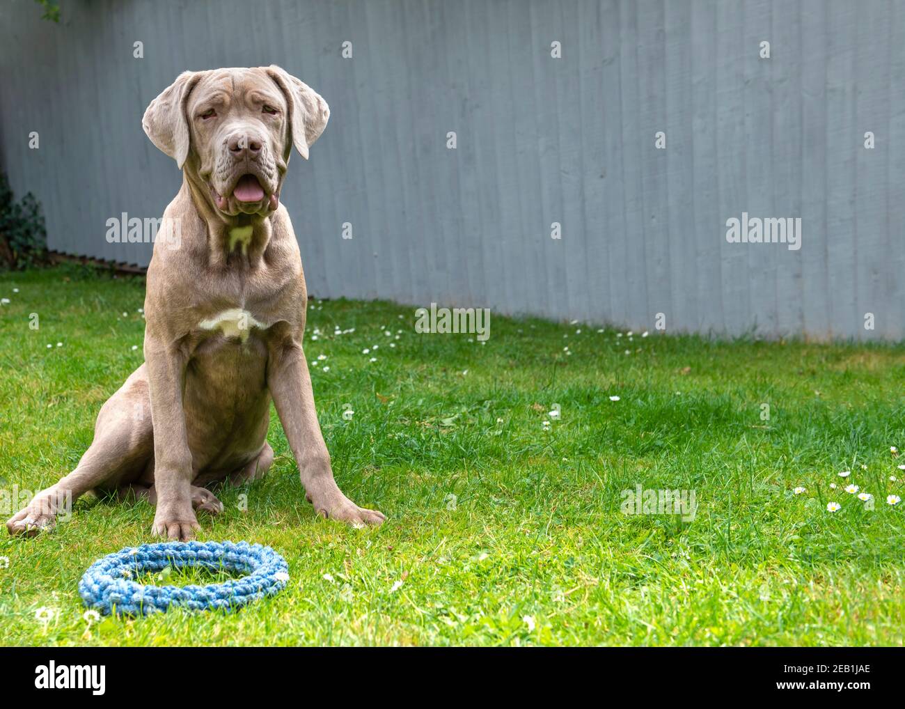 Großer familienfreundlicher Hund saß warten, um mit seinem zu spielen Seil auf einer grünen Wiese an einem sonnigen Tag mit Ein schlichter blauer Hintergrund für den Kopierbereich Stockfoto