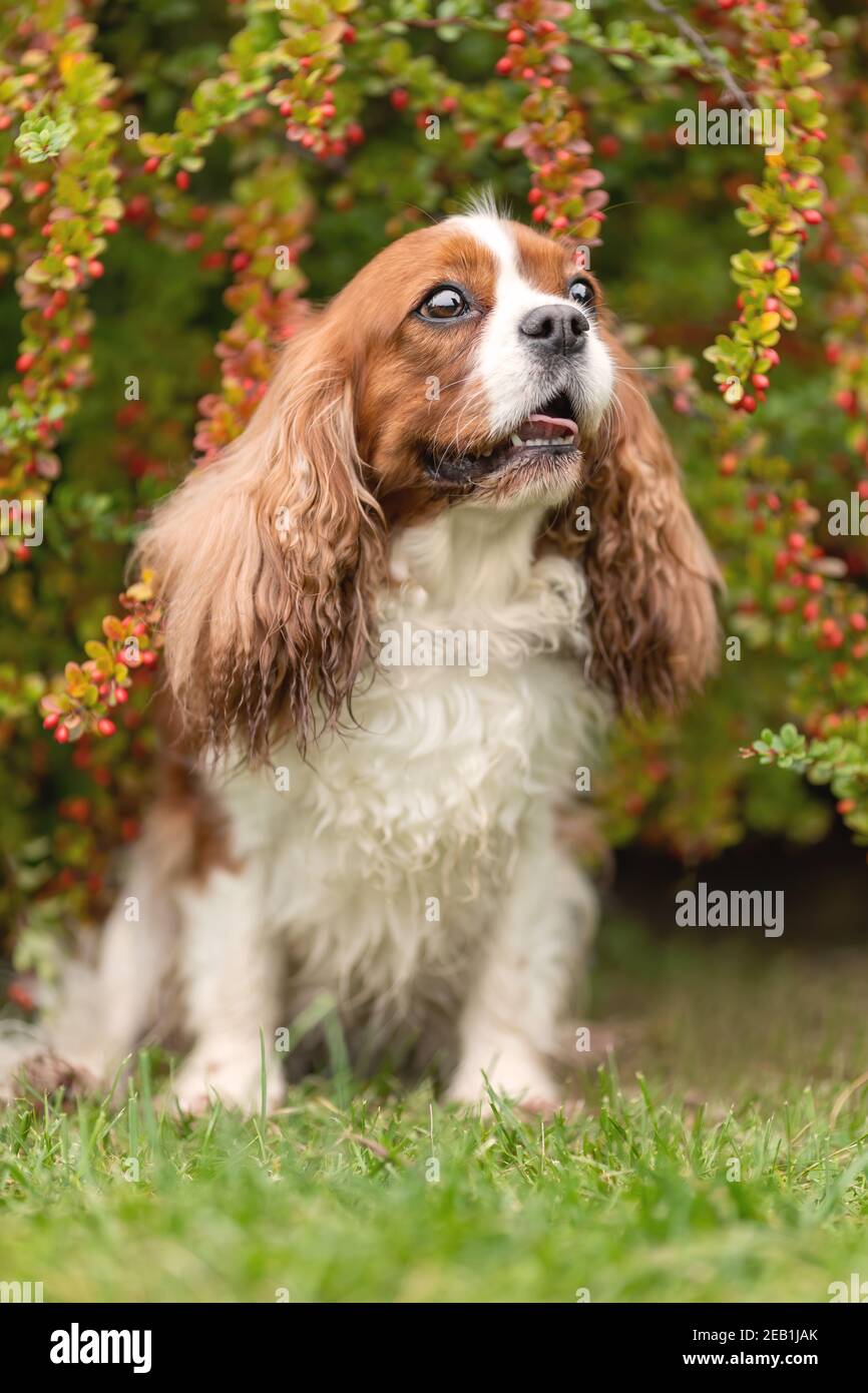 Niedliche Kavalier König charles Hund sitzt lächelnd zwischen Berberitze Blätter und Beeren. Nahaufnahme Tierporträt Stockfoto