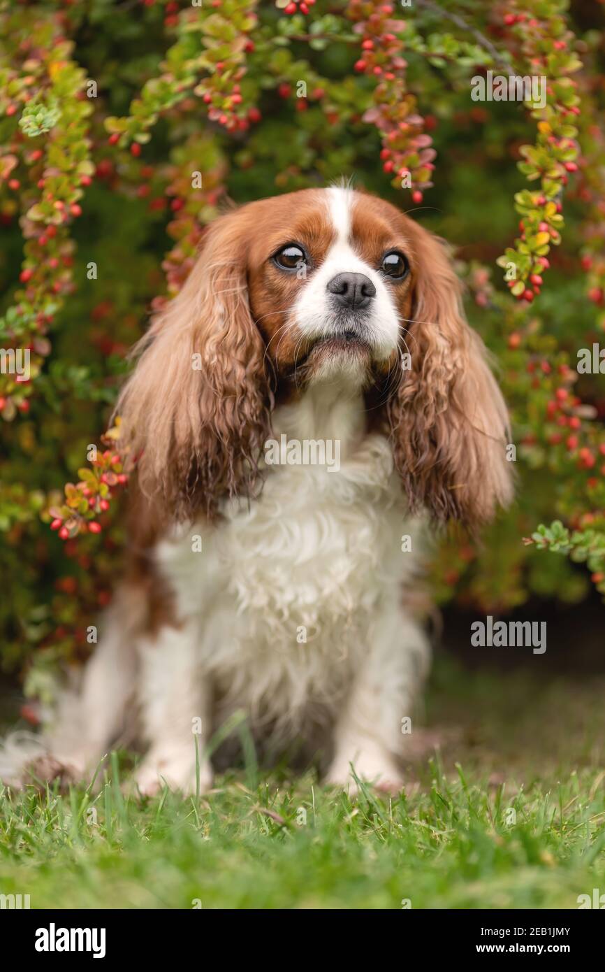 Netter Kavalier König charles Hund sitzt lächelnd zwischen herbstlichen Blättern Stockfoto