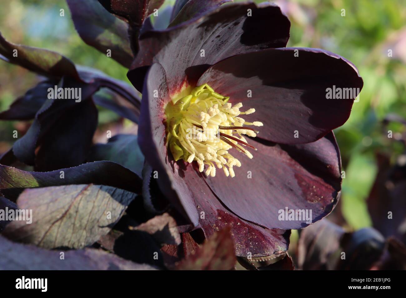 Schwarze Nieswurz Stockfotos Und Bilder Kaufen Alamy