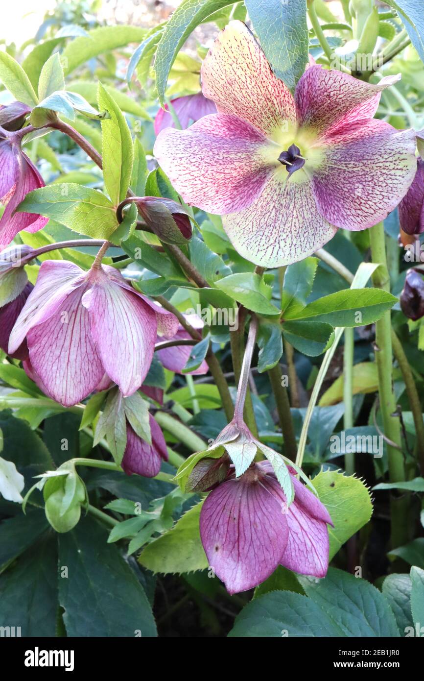 Helleborus x hybridus ‘Pink Lady Spotted Lady Series’ Hellebore Pink Lady Spotted – tiefrosa Blüten mit hellgrünen Reflexen, Februar, England, Großbritannien Stockfoto