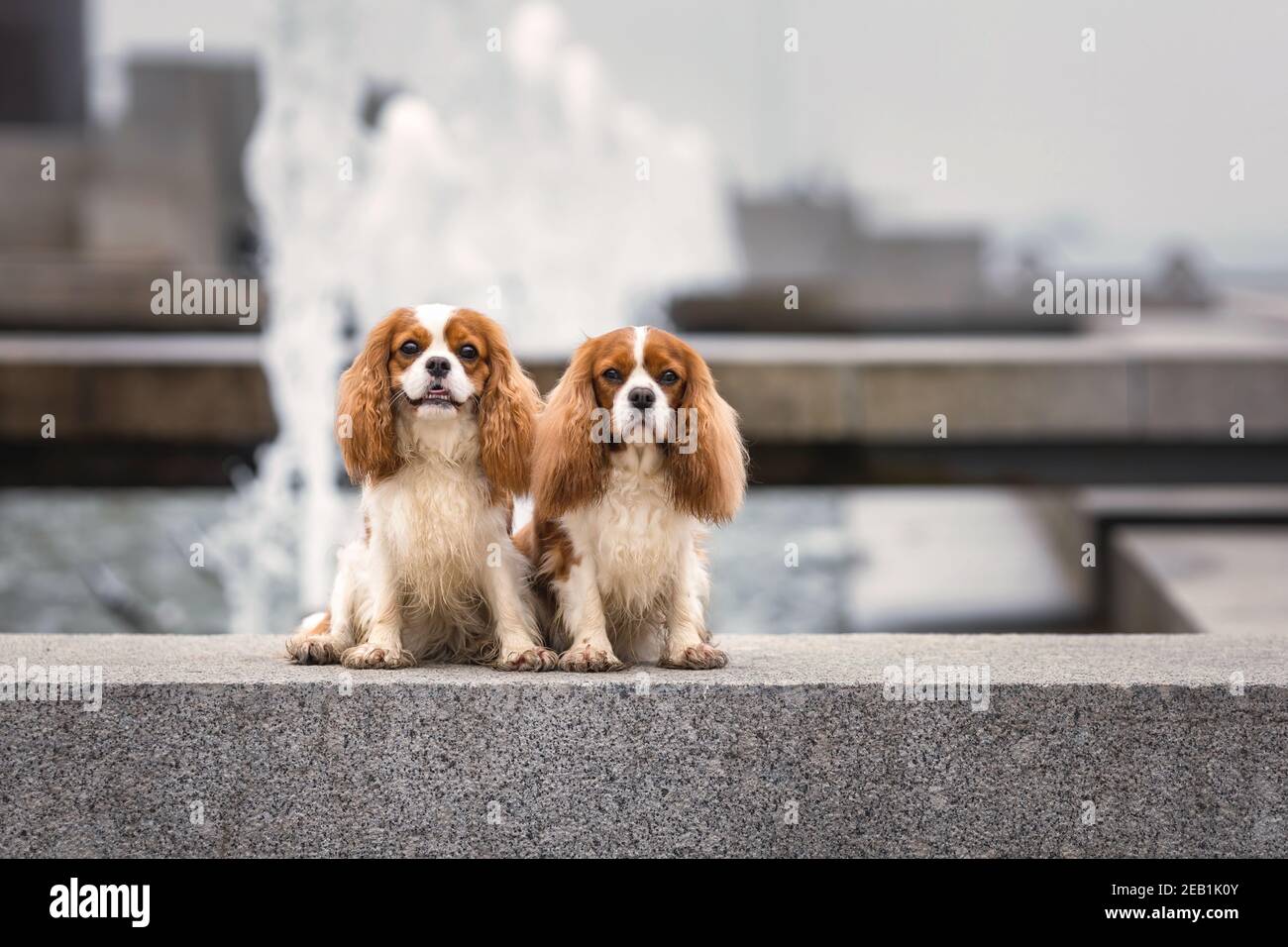 Zwei junge Kavalierkönig charles Spaniel Hunde sitzen in der Nähe von Wasser Brunnen an der Stadtstraße im Freien Stockfoto