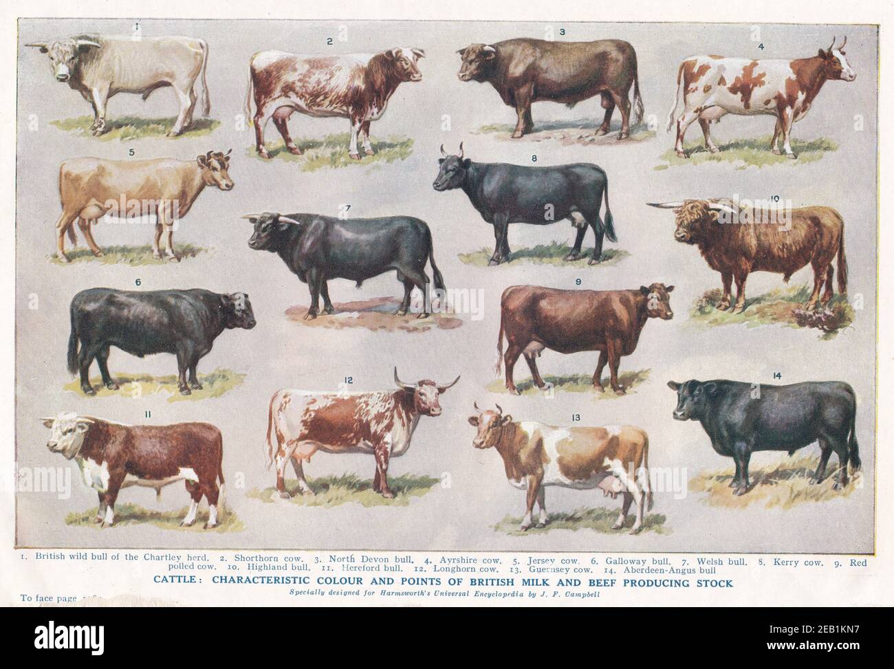 Vintage Illustrationen von Rindern: Charakteristische Farbe und Punkte der britischen Milch und Rindfleisch produzierenden Stock 1940s. Stockfoto