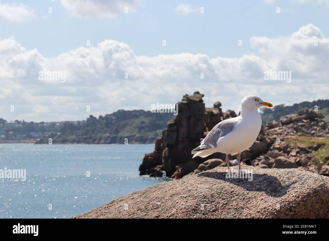 Möwe auf einem Felsbrocken an der Rosa Granitküste - Cote de Granit Rose - große Naturstätte von Ploumanach, Bretagne, Frankreich Stockfoto