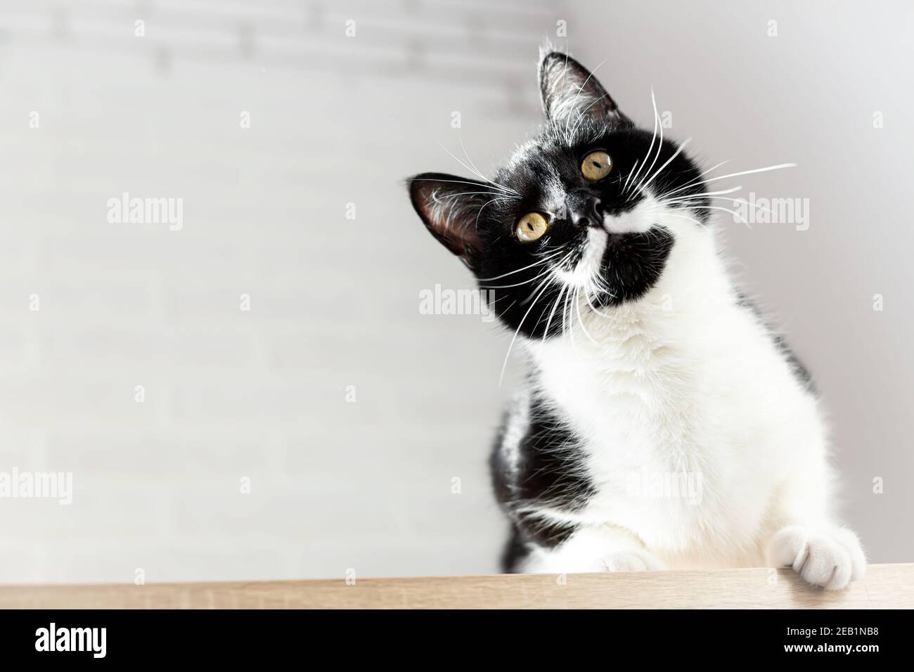 Nahaufnahme Porträt einer wunderschönen schwarz-weißen Katze, Ansicht von unten. Speicherplatz kopieren. Stockfoto