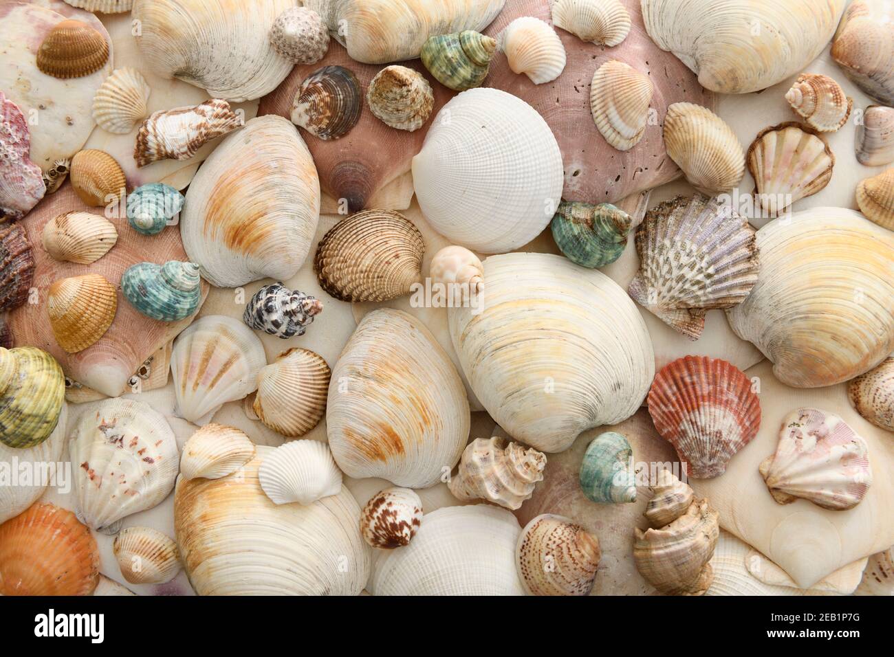 Verschiedene Muschelschalen Muscheln Herzmuscheln und Schnecken in einem abstrakten Hintergrundmuster Stockfoto