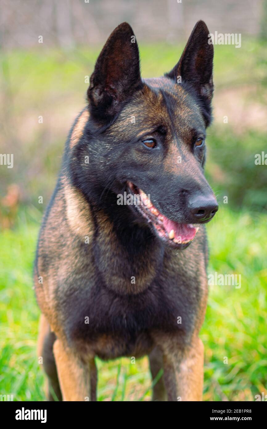 Belgischer Schäferhund Malinoi Frauenportrait. Schutzhund zum persönlichen Schutz vor Diebstählen. Wache Familienhund. Stockfoto