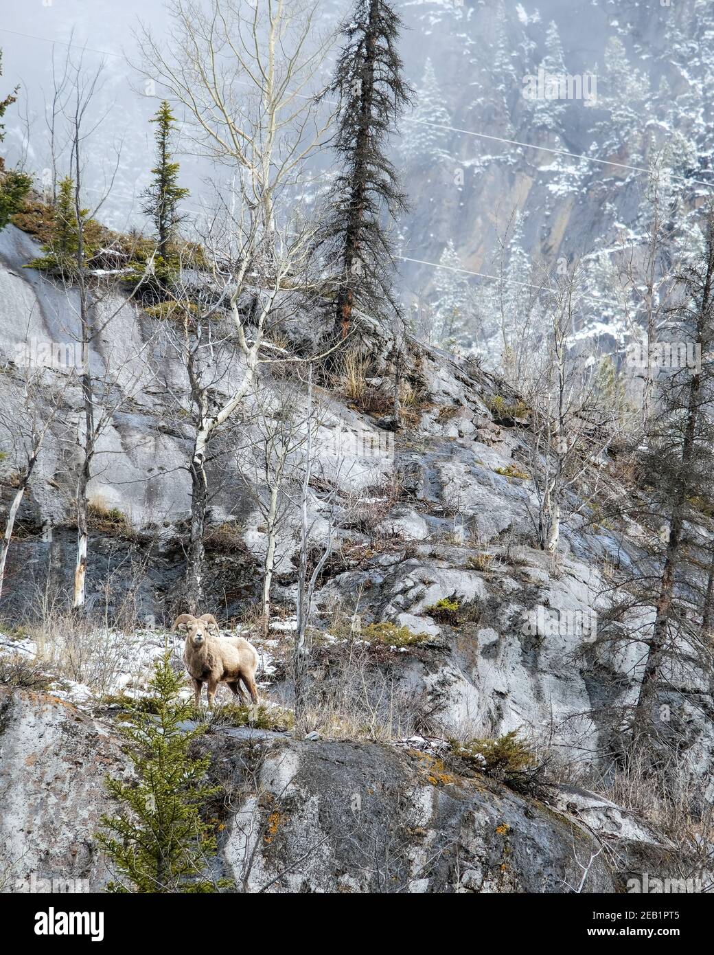 Bighorn Schafe starren Stockfoto
