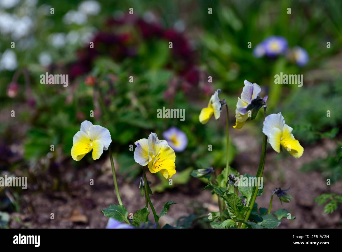 Viola Schmuggler Mond, Bratschen, obere Blütenblätter von silbrig blau fallen in unteren Blütenblätter von gelb, Splitter blau gelb Blumen, Blume, Blüte, Frühling in der Stockfoto