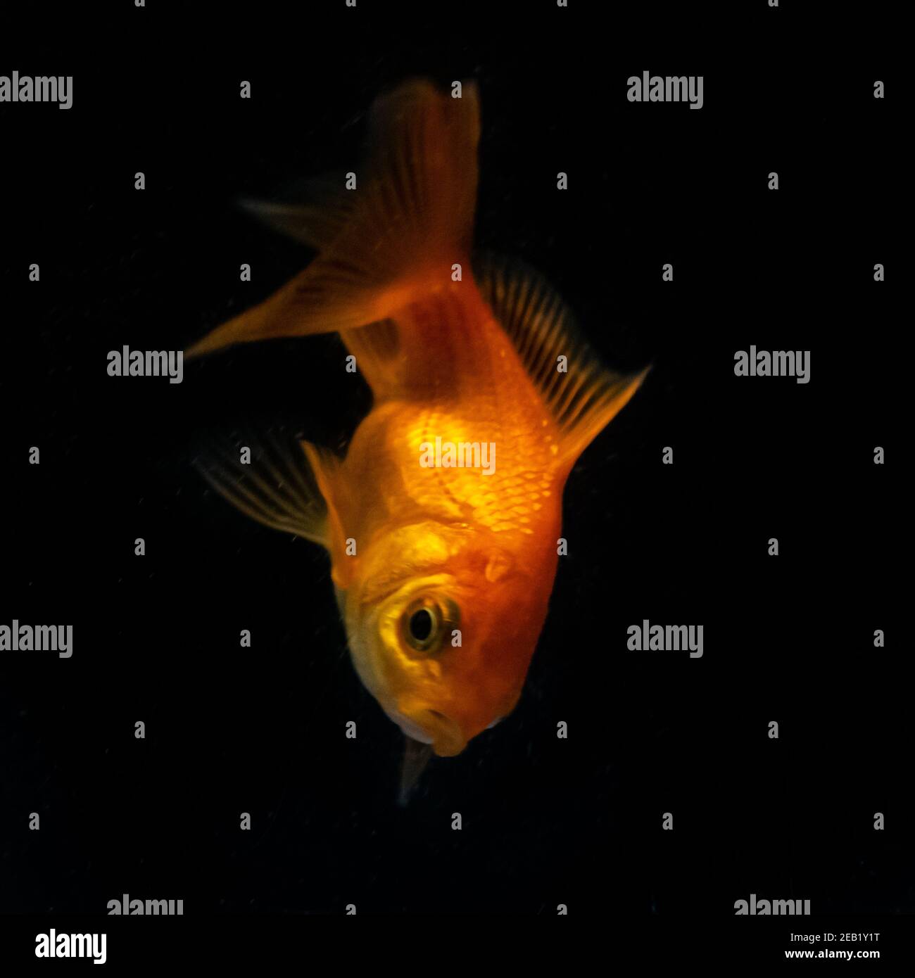 Orange Goldfisch mit doppeltmärchenhaften Tauchen auf schwarzem Hintergrund Stockfoto