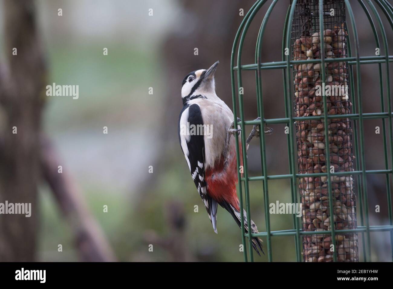 Buntspecht Dendrocopos major auf Vogelfutterhäuschen essen Erdnüsse Cotswolds Großbritannien Stockfoto