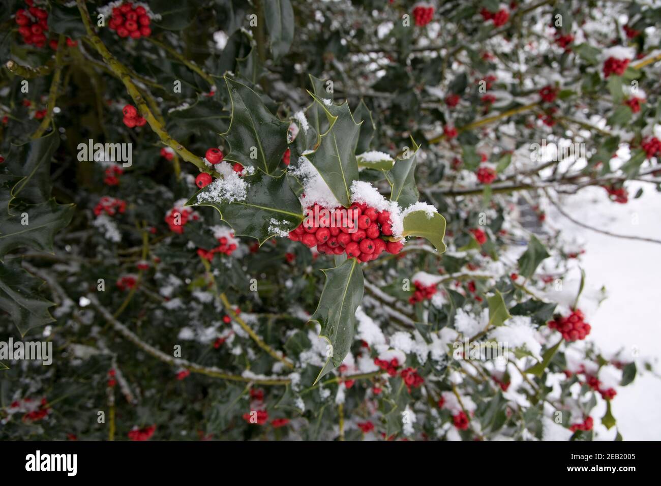 Rote Stechpalme im Schnee Colemans Hill Farm Großbritannien Stockfoto