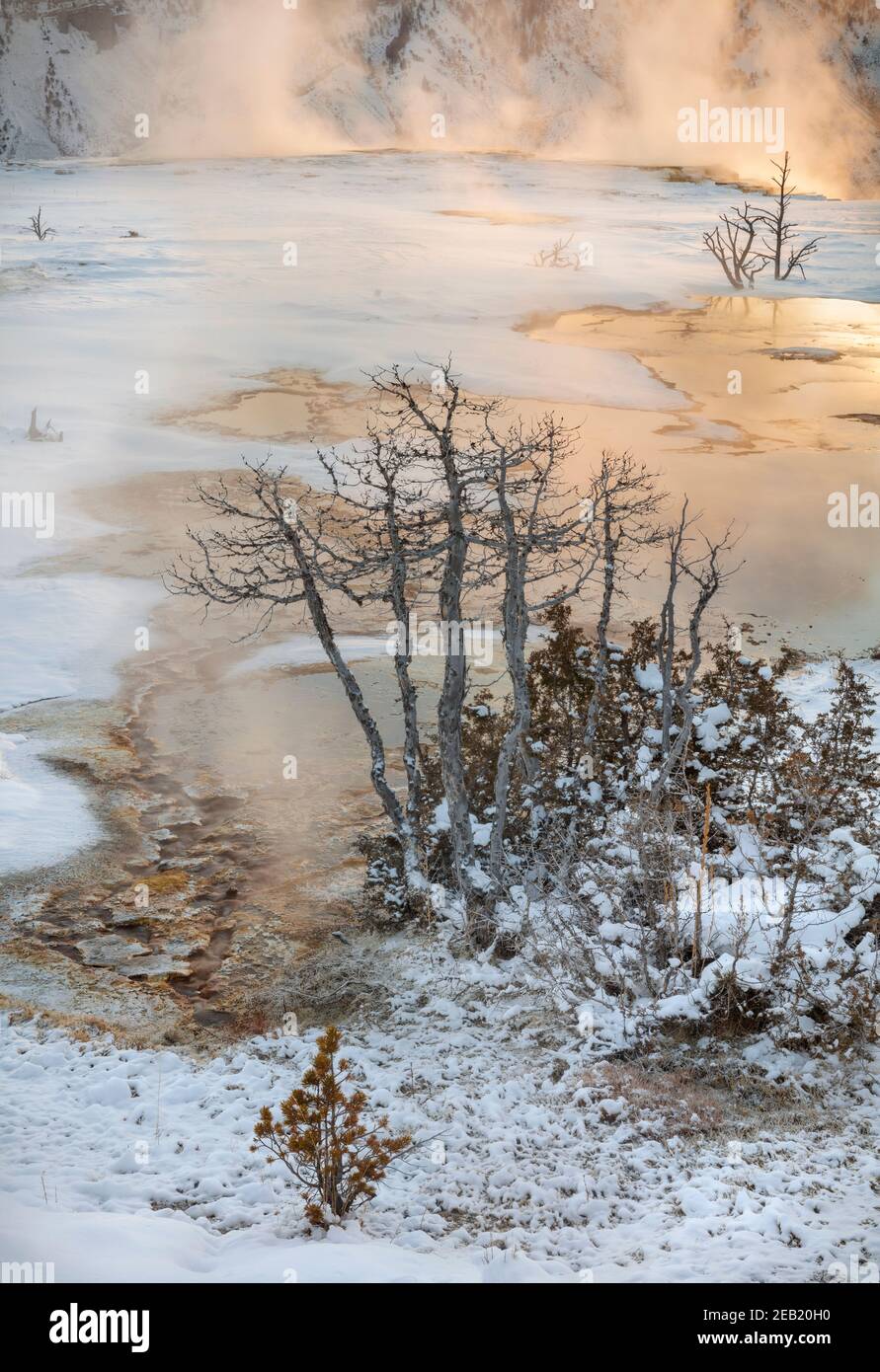 Yellowstone National Park, WY: Sonnenaufgang erleuchtet den Dampf der Thermalbäder auf den oberen Terrassen von Mammoth Hot Springs Stockfoto