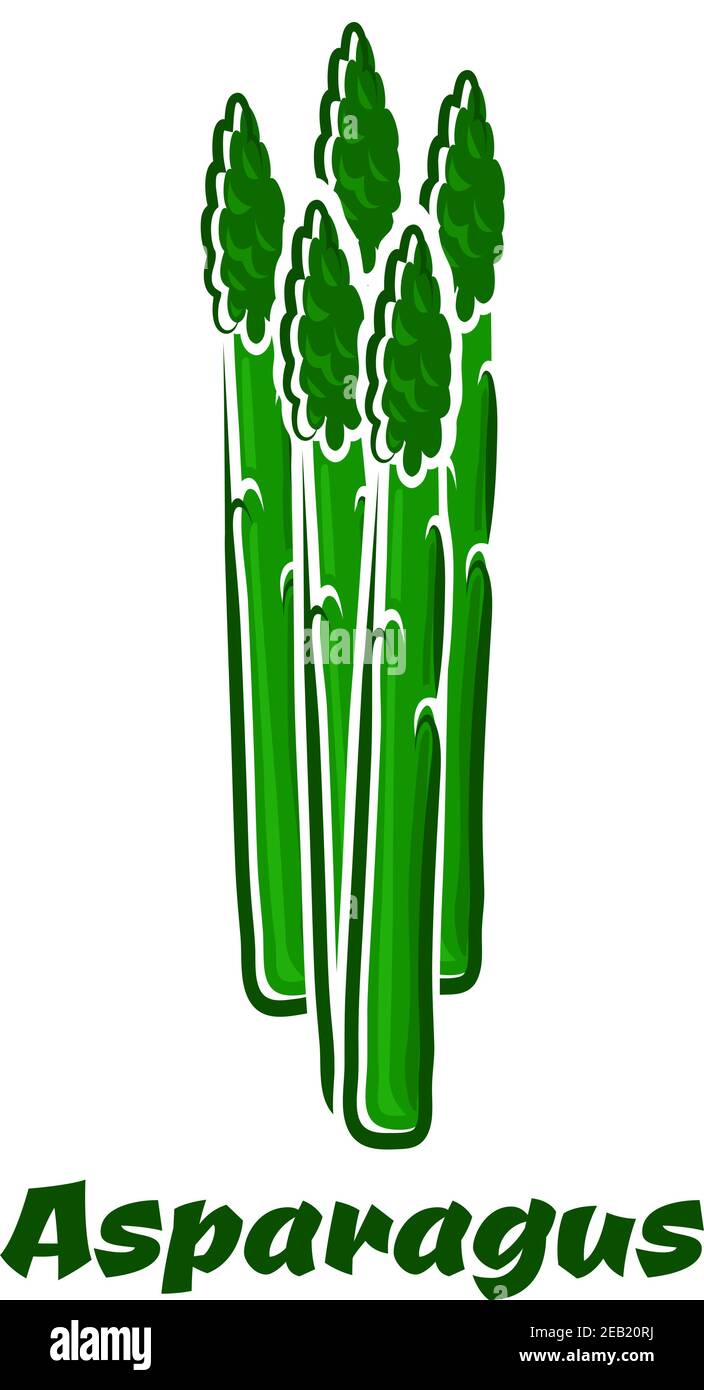 Frischer grüner Spargel Gemüsespeere mit kleinen holprigen Beizen Die Spitze der Stämme auf weißem Hintergrund Stock Vektor