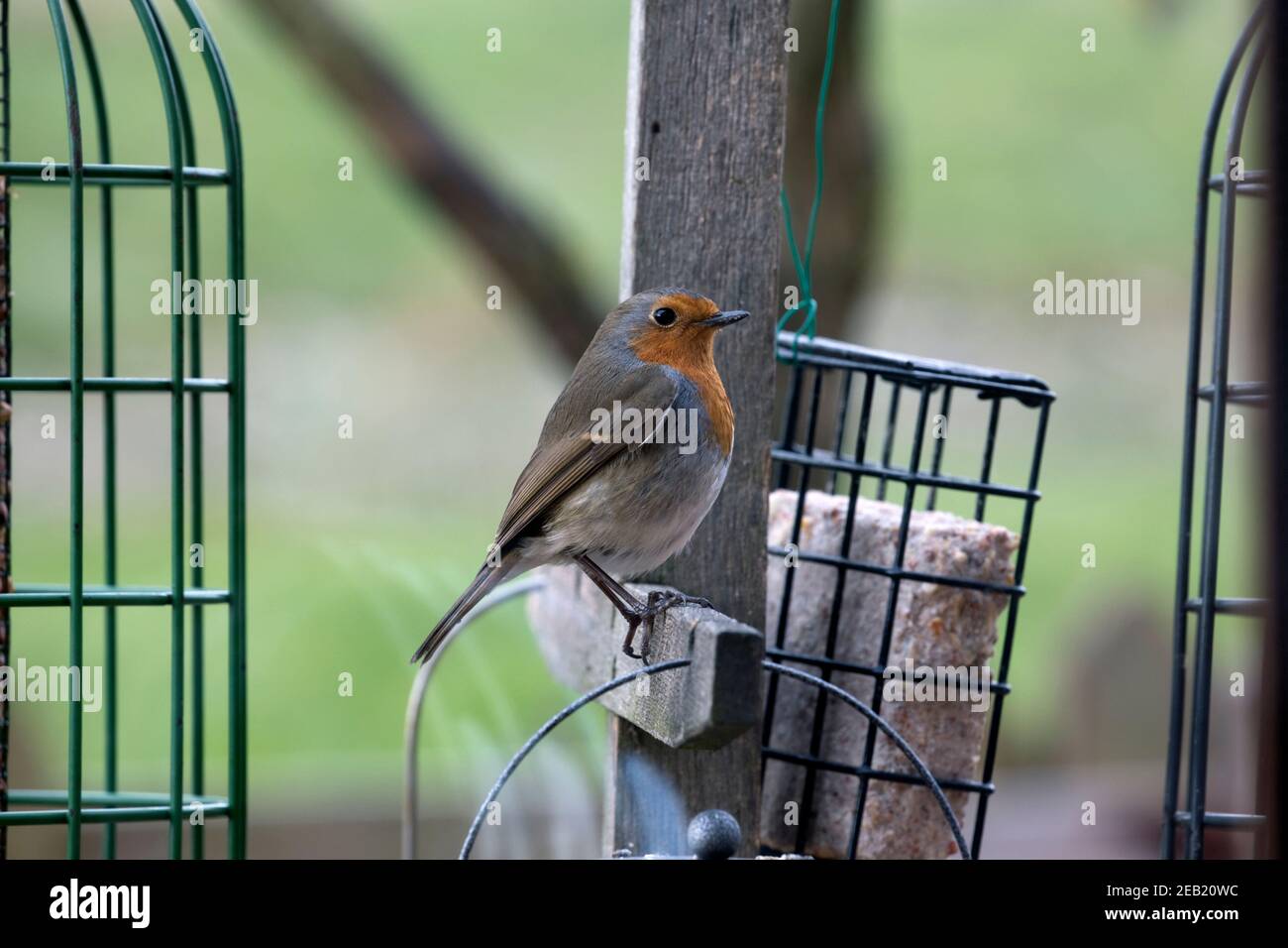 Ein Robin Erithacus rubecula auf Vogelfutterhäuschen Stockfoto