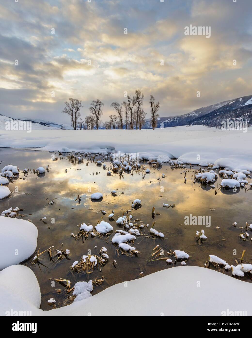 Yellowstone National Park, Wyoming: Sonnenaufgangswolken spiegeln sich im Lamar River im Lamar Valley mit entfernten Baumwollholzbäumen Stockfoto