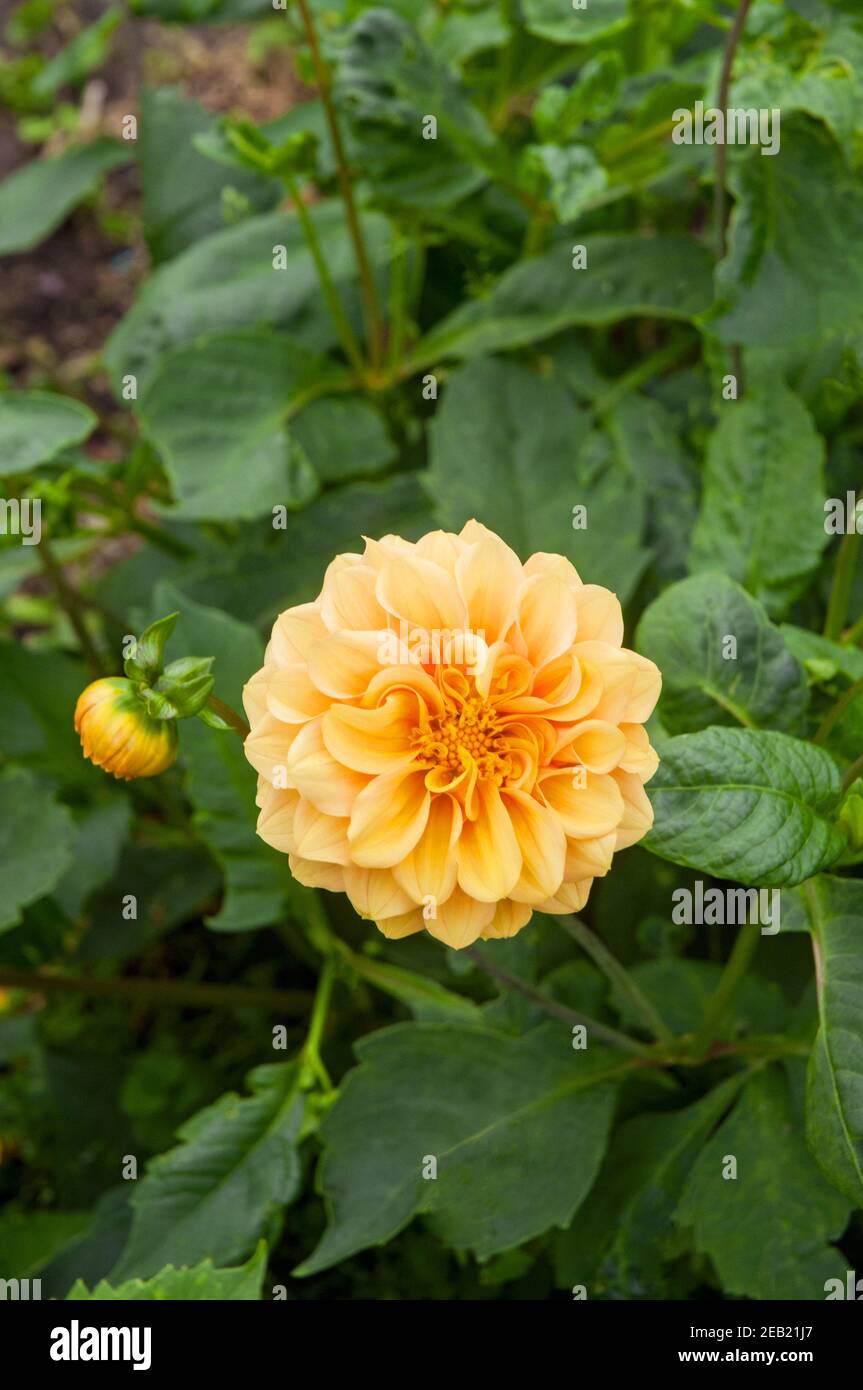 Nahaufnahme von Dahlia Coup de Soleil eine dekorative Dahlia Das ist Sommer blüht EINE tuberöse Pflanze, die sommergrün ist Und halb winterhart Stockfoto