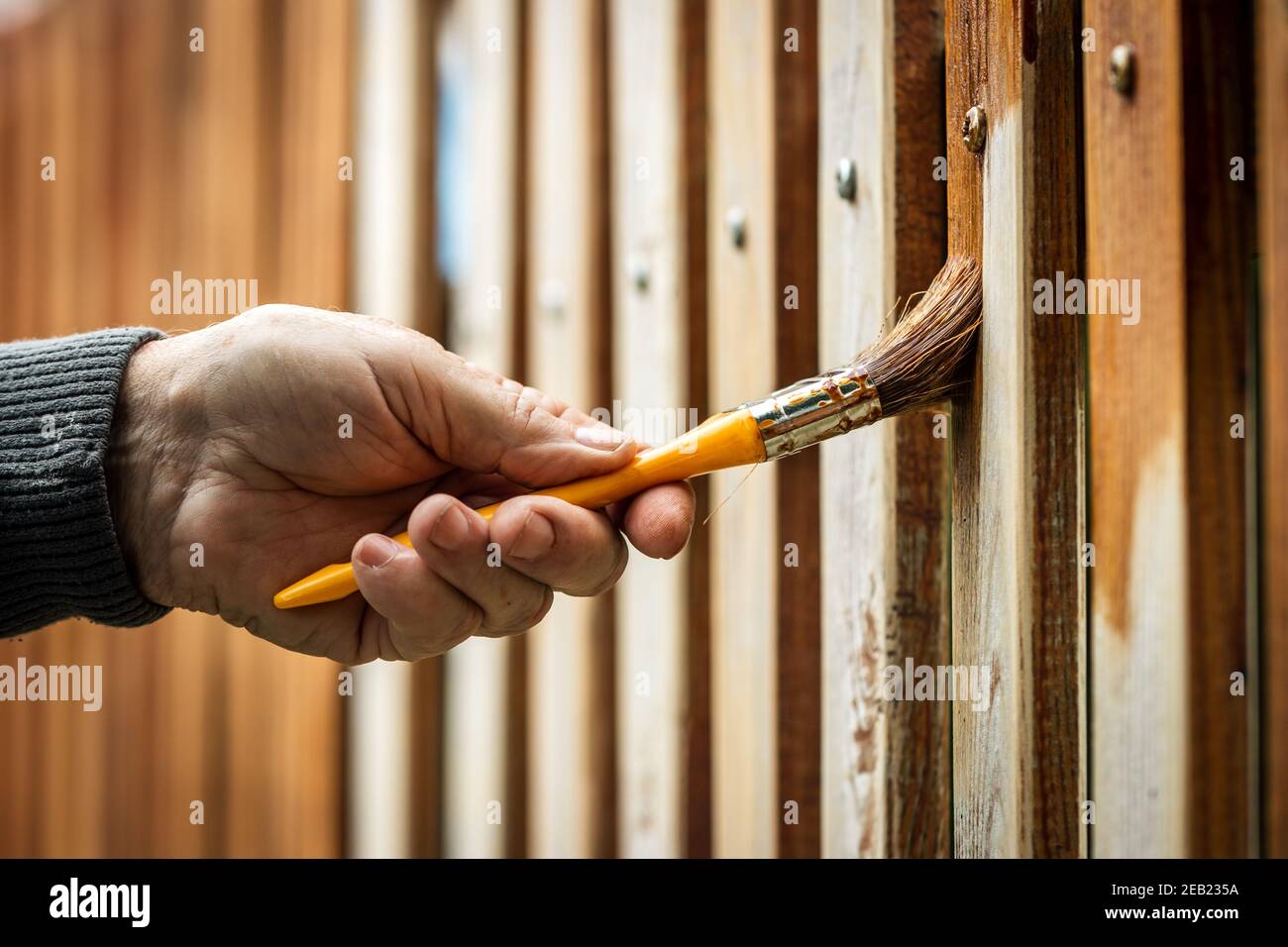 Mann Malerei Holzzaun durch Holzfleck. Renovierung des Pfostenzauns. Pinsel in männlicher Hand Stockfoto