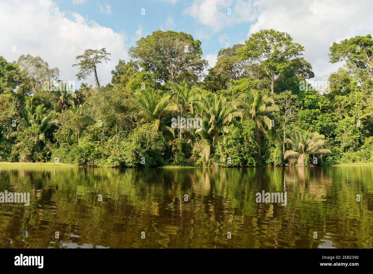 Amazonas Blick auf dichten Dschungel von tropischen Bäumen und Pflanzen an der Küste, Amazonas, Kolumbien Stockfoto