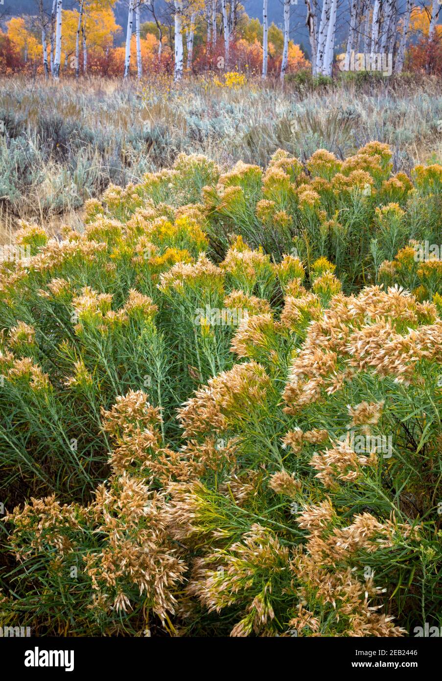 Grand Teton National Park, WY: Grauer Rabbitbrush (Ericameria nauseosa) im Herbst mit Salbei und Espenhain. Stockfoto