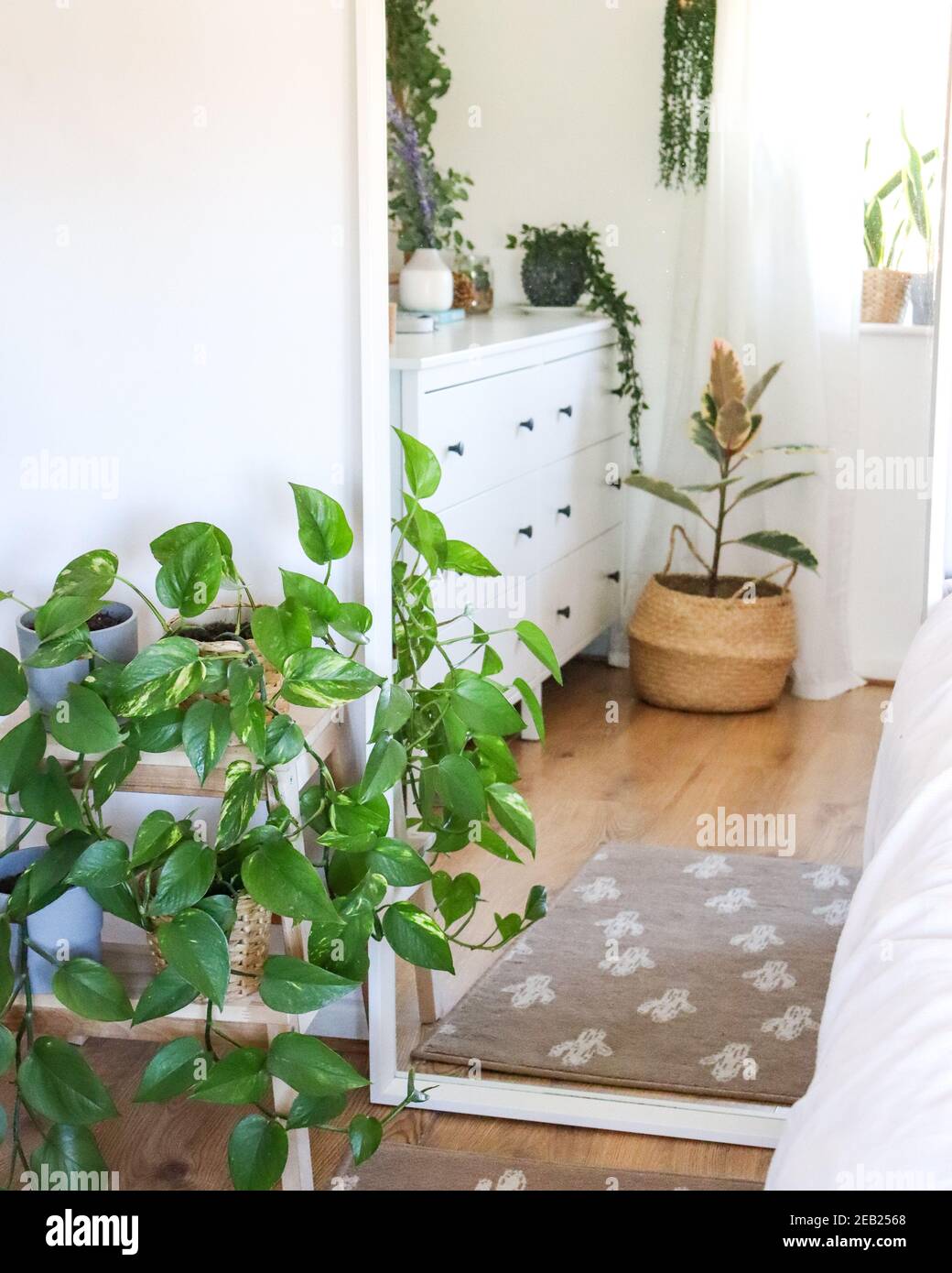 Devils Efeu Pflanze mit Reflexion im Spiegel, skandinavisch inspiriertes  Wohndesign, Innenhauspflanzen, Schlafzimmer Dekor Stockfotografie - Alamy