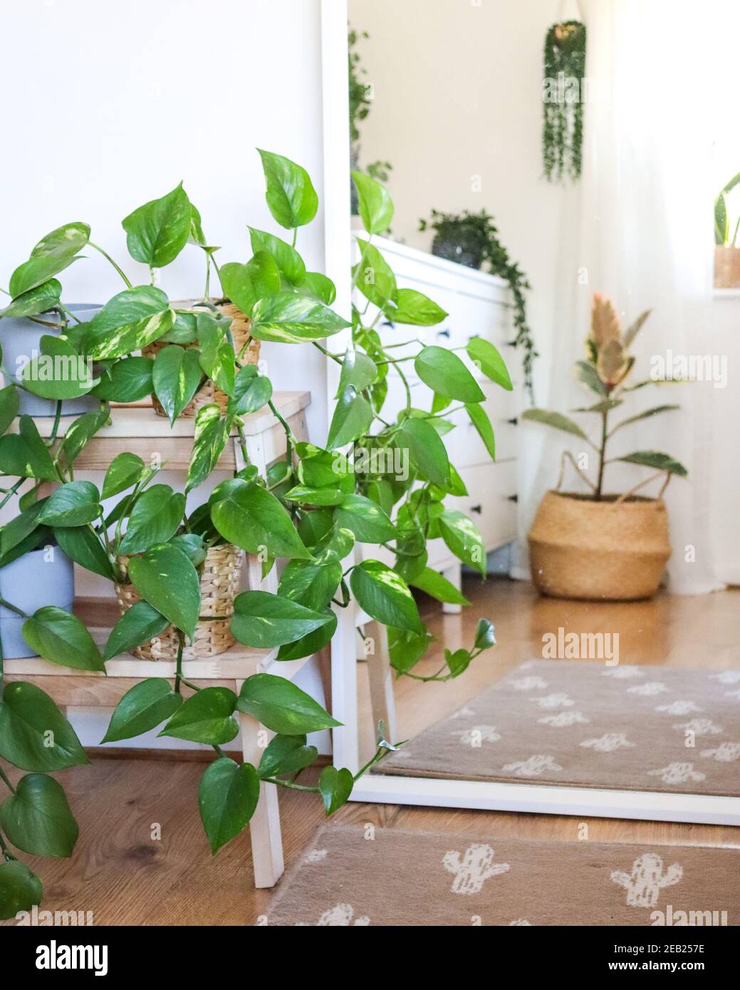 Devils Efeu Pflanze mit Reflexion im Spiegel, skandinavisch inspiriertes  Wohndesign, Innenhauspflanzen, Schlafzimmer Dekor Stockfotografie - Alamy