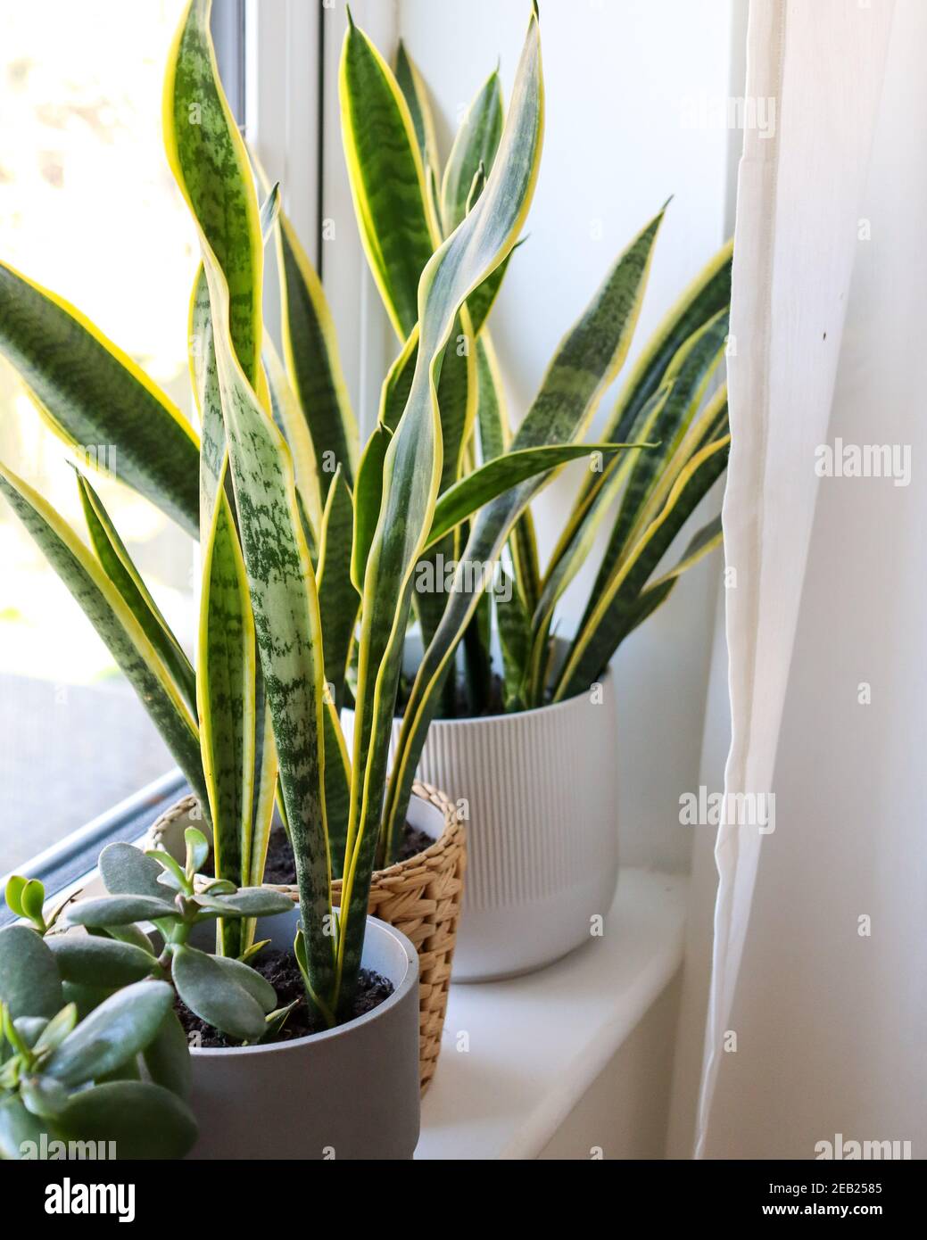 Pflanzen auf Fensterbank, skandinavisch inspiriertes Wohndesign, Zimmerpflanzen, Schlafzimmerdekor, weiche Möbel, Pflanzen Stockfoto