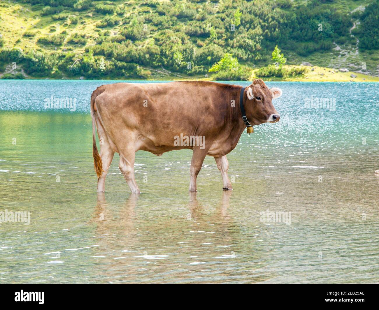 Alpine Kuh im Wasser Stockfoto