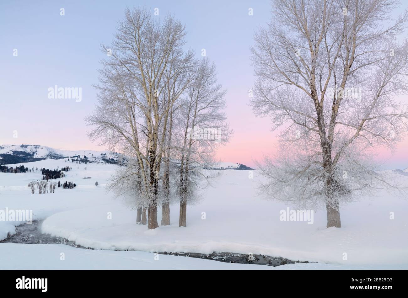Yellowstone National Park, Wyoming: Milchbaumhölzer entlang des Rose Creek bei Sonnenaufgang im Lamar Valley Stockfoto