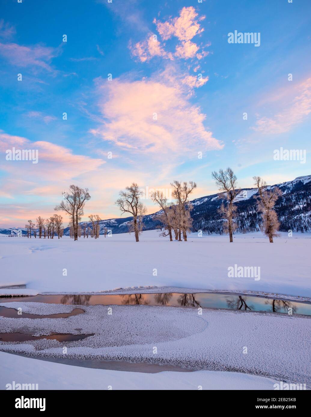 Yellowstone National Park, Wyoming: Bunte Wolken spiegeln sich im Lamar River bei Sonnenuntergang im Lamar Valley mit weit entfernten Cottonwood-Bäumen Stockfoto